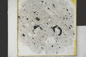 Plane Polarized, S26275