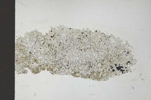 Plane Polarized, S26280