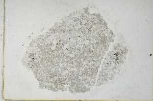 Plane Polarized, S26281