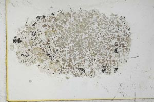 Plane Polarized, S26282