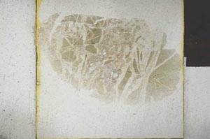 Plane Polarized, S26303