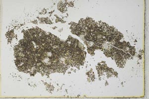 Plane Polarized, S26322