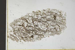 Plane Polarized, S26339