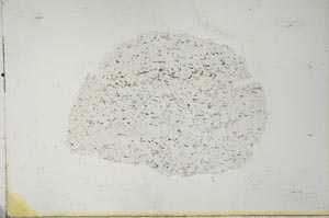 Plane Polarized, S26341