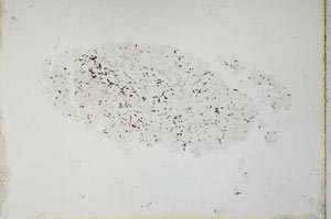 Plane Polarized, S26346