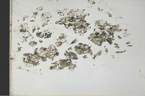 Plane Polarized, S26348