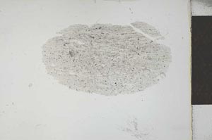Plane Polarized, S26355