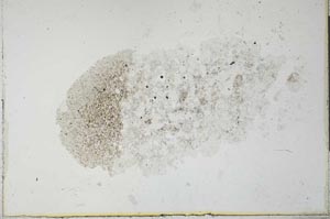 Plane Polarized, S26358