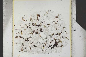 Plane Polarized, S26385