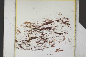 Plane Polarized, S26388