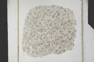 Plane Polarized, S26389