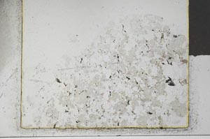 Plane Polarized, S26391