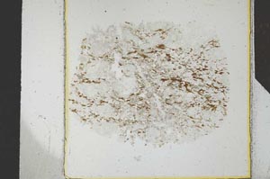 Plane Polarized, S26392