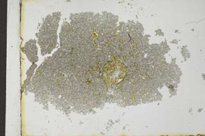 Plane Polarized, S26439