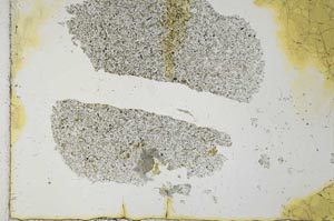 Plane Polarized, S26441