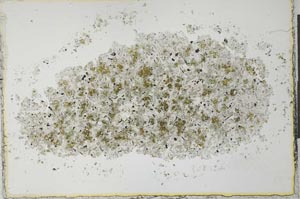 Plane Polarized, S26459