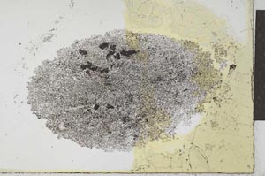 Plane Polarized, S26556