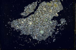 Cross Polarized, S26609