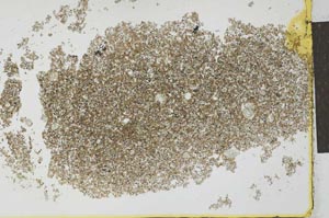 Plane Polarized, S26622