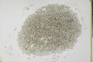 Plane Polarized, S26623