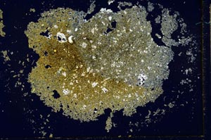 Cross Polarized, S26628