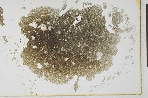 Plane Polarized, S26628