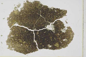 Plane Polarized, S26637