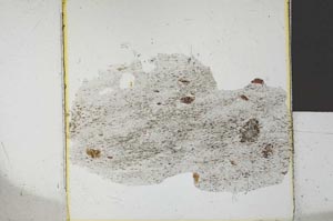 Plane Polarized, S26695