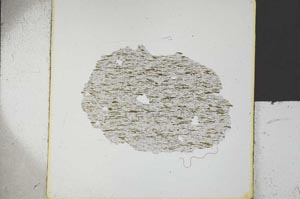 Plane Polarized, S26697