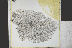 Plane Polarized, S26708