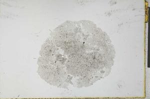 Plane Polarized, S26738