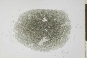 Plane Polarized, S26752