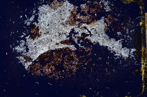 Cross Polarized, S26767