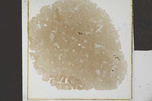 Plane Polarized, S26771