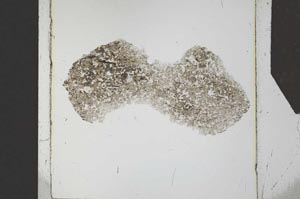 Plane Polarized, S26779