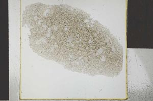 Plane Polarized, S26784