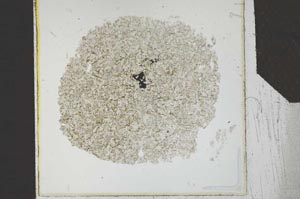 Plane Polarized, S26791