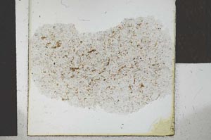 Plane Polarized, S26792