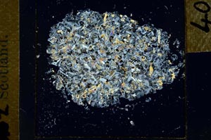 Cross Polarized, S26843