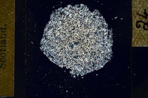 Cross Polarized, S26867