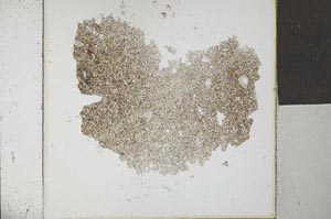 Plane Polarized, S26868