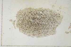 Plane Polarized, S26888