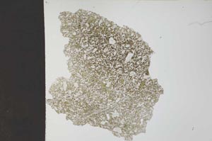 Plane Polarized, S26893