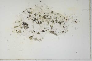 Plane Polarized, S26897