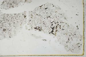 Plane Polarized, S26967