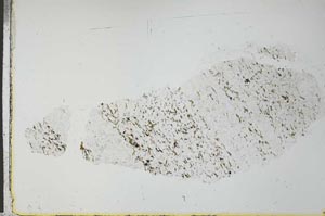 Plane Polarized, S26974