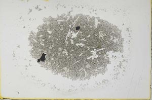 Plane Polarized, S26987