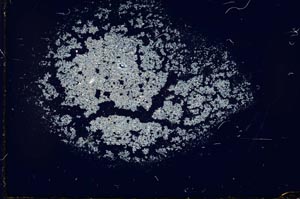 Cross Polarized, S26992