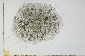 Plane Polarized, S27001