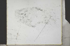Plane Polarized, S27014
